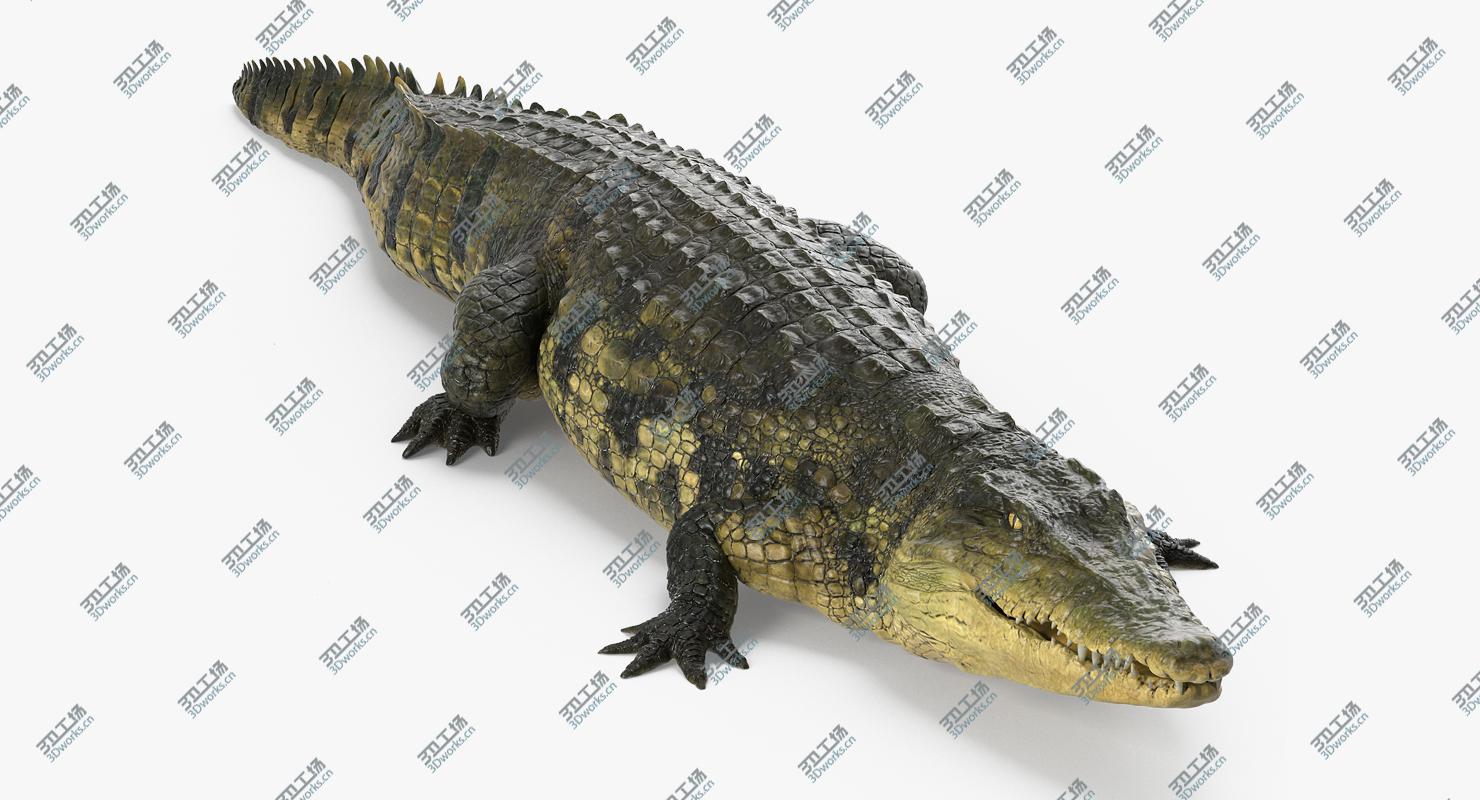 images/goods_img/202104092/Crocodile Walking/2.jpg